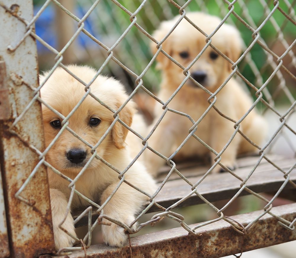 What Is a Puppy Mill?